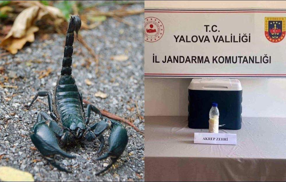 Yalova'da dev operasyon: Suriye'den getirilen 5 milyon dolarlık akrep zehri ele geçirildi