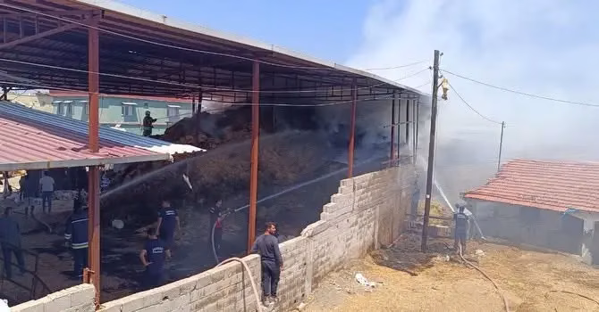 Hatay'da samanlık yangını: 3 buzağı telef oldu, 3'ü yaralı