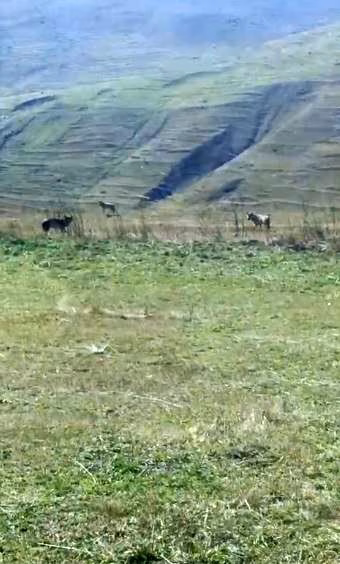 Tarladaki ölü ineğin başına üşüşen kurtlar kamerada