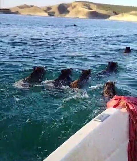 Balıkçılara barajda domuz sürprizi