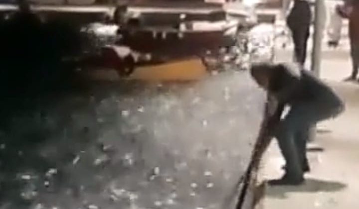 Yunanistan’da kıyıya vuran binlerce sardalyayı yerel halk topladı