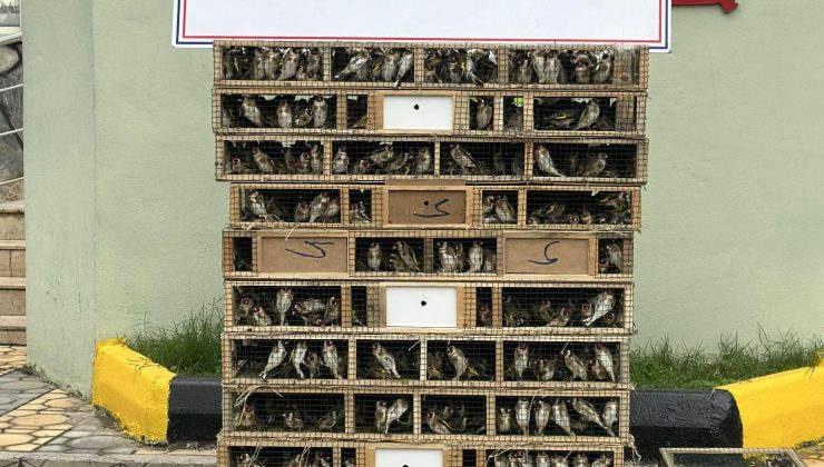 Hassa’da nesli tükenmekte olan Saka kuşu ele geçirildi ve Doğa Koruma ve Milli Parklar Müdürlüğüne teslim edildi