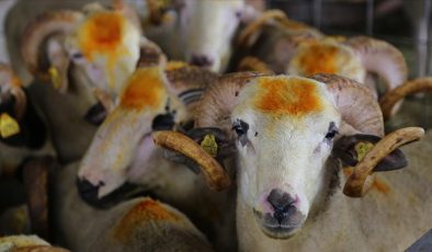 Hatay’da Kurbanlık Fiyatları