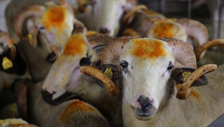 Hatay’da Kurbanlık Fiyatları