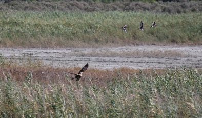 Milleyha Kuş Cenneti genişliyor mu?